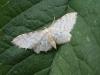 Idaea fuscovenosa